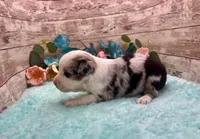 Toy Mini Blue Merle Baby Ruth Blue Eyes, a female Miniature Australian Shepherd for sale in Quartzsite, AZ – 2 of 10