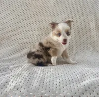 Toy Mini Red Merle Blue Eyes Sunday, a female Toy Australian Shepherd for sale in Quartzsite, AZ – 3 of 10