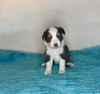 Red Tri Blue Eyes, a female Toy Australian Shepherd for sale in Quartzsite, AZ – 5 of 5