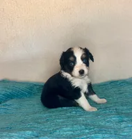 Black Tri with Blue Eyes, a female Toy Australian Shepherd for sale in Quartzsite, AZ – 2 of 5