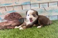 Handsome Toy Red Tri Blue Eyes, a male Toy Australian Shepherd for sale in Quartzsite, AZ – 4 of 10