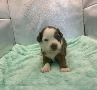 Toy Red Tri Blue Eyes , a male Toy Australian Shepherd for sale in Quartzsite, AZ – 3 of 7