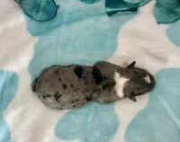 F1 Toy Mini Blue Merle Biscuits N Gravy , a male Miniature Aussiedoodle for sale in Quartzsite, AZ – 4 of 5