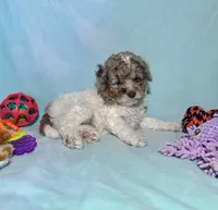 Mini Red Merle Parti F2B , a male Aussiedoodle for sale in Quartzsite, AZ – 6 of 7