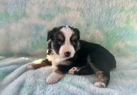 Toy Mini Beautiful Tri , a female Toy Australian Shepherd for sale in Quartzsite, AZ – 4 of 7