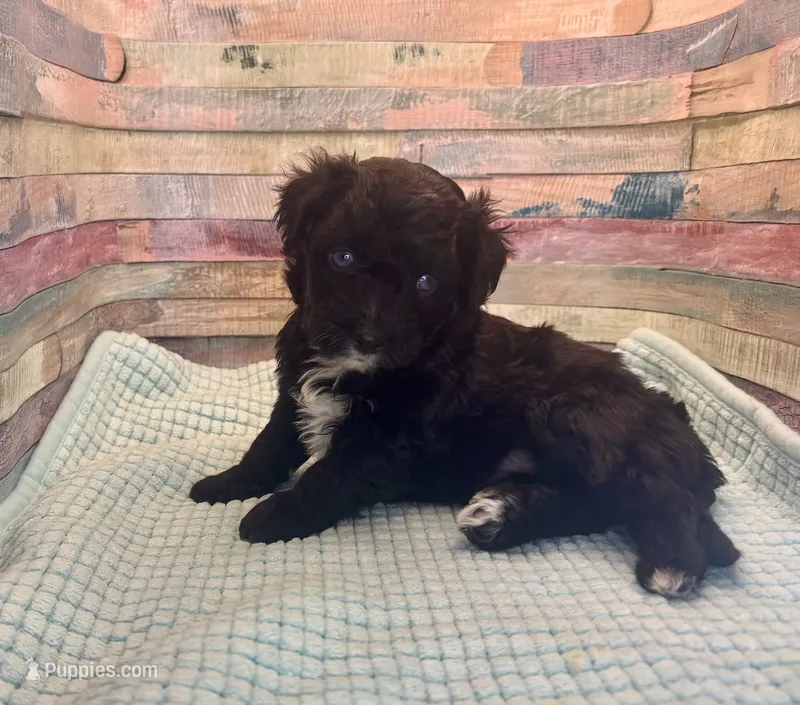 F1 Black and White Tuxedo Bi  – Aussiedoodle puppy for sale in Quartzsite, AZ