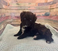 F1 Black and White Tuxedo Bi , a female Aussiedoodle for sale in Quartzsite, AZ – 1 of 4