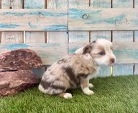 Gorgeous Toy Red Merle Blue Eyes, a female Toy Australian Shepherd for sale in Quartzsite, AZ – 2 of 10
