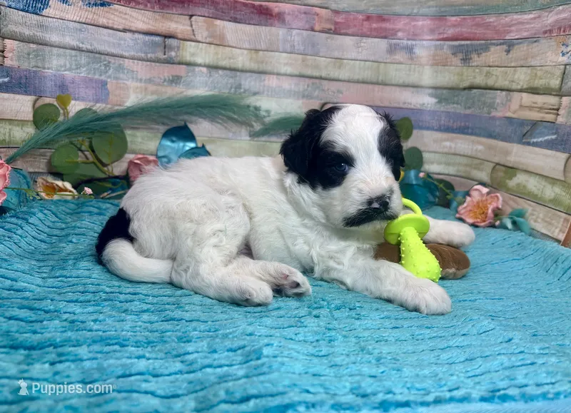 Mini F2B Black White Parti Stunning  – Aussiedoodle puppy for sale in Quartzsite, AZ