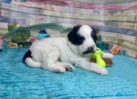 Mini F2B Black White Parti Stunning , a male Aussiedoodle for sale in Quartzsite, AZ – 1 of 10
