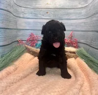 F1 Toy Mini Rare Solid Black Mesa , a female Miniature Aussiedoodle for sale in Quartzsite, AZ – 7 of 10