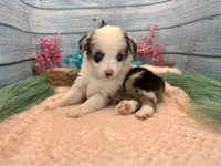 Toy Mini Blue Merle Blue Eyes Baby Ruth, a female Miniature Australian Shepherd for sale in Quartzsite, AZ – 6 of 10