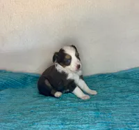 Red Tri Blue Eyes, a female Toy Australian Shepherd for sale in Quartzsite, AZ – 4 of 5