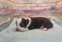 Toy Mini Red Tri Saturday, a male Miniature Australian Shepherd for sale in Quartzsite, AZ – 4 of 7