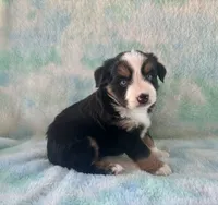 Toy Mini Beautiful Tri , a female Toy Australian Shepherd for sale in Quartzsite, AZ – 5 of 7