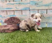 Gorgeous Toy Red Merle Blue Eyes, a female Toy Australian Shepherd for sale in Quartzsite, AZ – 8 of 10