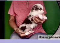 Toy Blue Eyes Blue Merle , a female Toy Australian Shepherd for sale in Quartzsite, AZ – 4 of 6