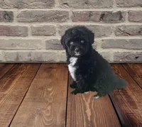 F1 Black and White Tuxedo Bi 2 Blue Eyes , a female Aussiedoodle for sale in Quartzsite, AZ – 4 of 8