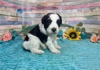 F2B Miniature Black White Parti Stunning, a male Aussiedoodle for sale in Quartzsite, AZ – 7 of 10