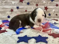 Toy Mini F1 Red and White Parti , a male Miniature Aussiedoodle for sale in Quartzsite, AZ – 5 of 9