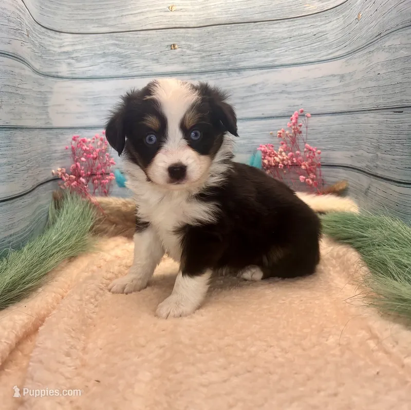 Toy Mini Blue Eyes Black Tri Almond Joy – Miniature Australian Shepherd puppy for sale in Quartzsite, AZ