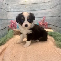 Toy Mini Blue Eyes Black Tri Almond Joy, a female Miniature Australian Shepherd for sale in Quartzsite, AZ – 1 of 9