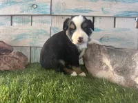 Toy Mini Tri Sweet Tamale , a female Toy Australian Shepherd for sale in Quartzsite, AZ – 4 of 9