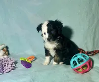 Toy Mini F1 Split Face Stunning , a male Miniature Aussiedoodle for sale in Quartzsite, AZ – 5 of 8