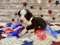 F1 Toy Mini Red Tri Tuxedo , a male Miniature Aussiedoodle for sale in Quartzsite, AZ – 4 of 10