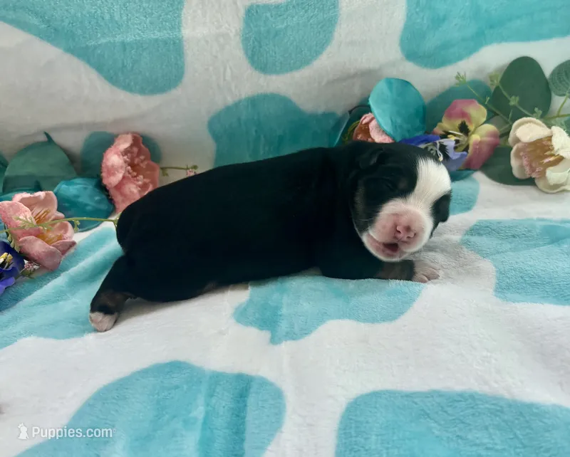 Toy Mini Tamale Gorgeous  – Miniature Australian Shepherd puppy for sale in Quartzsite, AZ