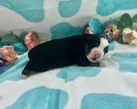 Toy Mini Tamale Gorgeous , a female Miniature Australian Shepherd for sale in Quartzsite, AZ – 1 of 10