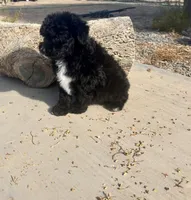 F1 Black and White Tuxedo Bi , a female Aussiedoodle for sale in Quartzsite, AZ – 5 of 6