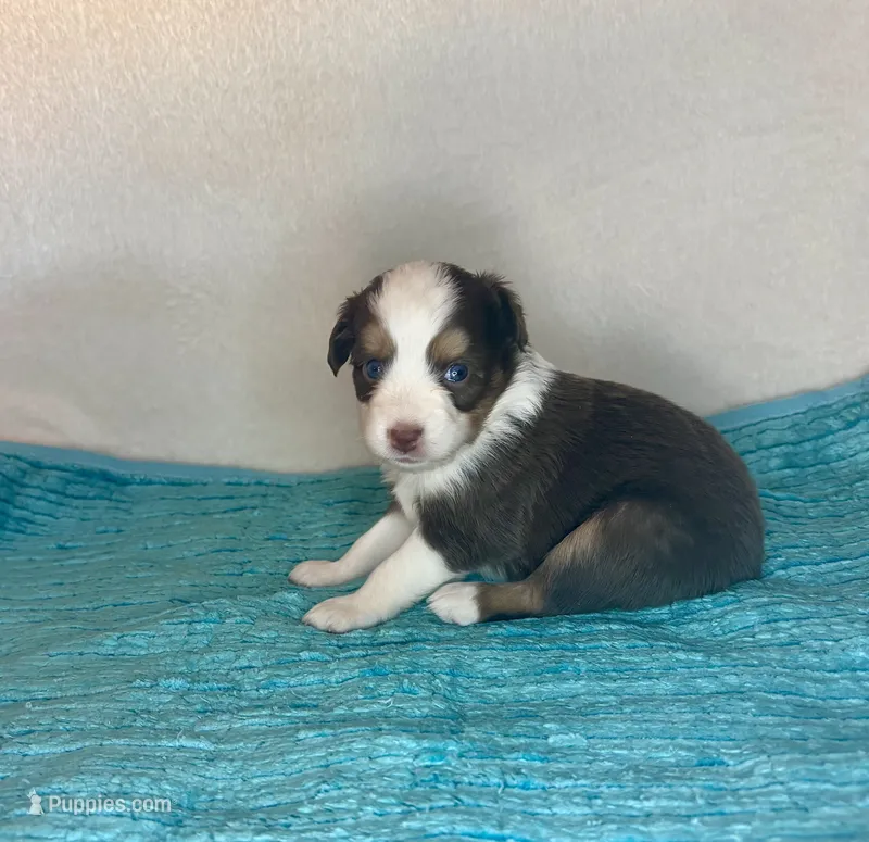 Red Tri Blue Eyes – Toy Australian Shepherd puppy for sale in Quartzsite, AZ