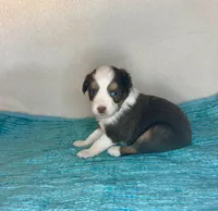 Red Tri Blue Eyes, a female Toy Australian Shepherd for sale in Quartzsite, AZ – 1 of 5