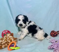 Mini F2B Parti Black and White , a male Aussiedoodle for sale in Quartzsite, AZ – 1 of 9