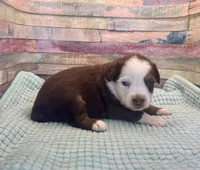 Toy Mini Red Tri Baby Boy Friday, a male Miniature Australian Shepherd for sale in Quartzsite, AZ – 1 of 7