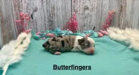 Toy Mini Blue Merle Butterfingers, a female Miniature Australian Shepherd for sale in Quartzsite, AZ – 2 of 5