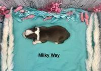Toy Mini Red Tri Milky Way, a female Miniature Australian Shepherd for sale in Quartzsite, AZ – 4 of 5