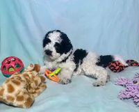 Mini F2B Parti Black and White , a male Aussiedoodle for sale in Quartzsite, AZ – 6 of 9
