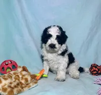Mini F2B Parti Black and White , a male Aussiedoodle for sale in Quartzsite, AZ – 3 of 9