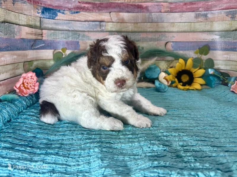 F2B Phantom Red Tri Parti  – Aussiedoodle puppy for sale in Quartzsite, AZ