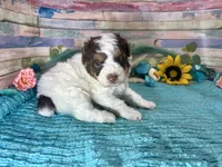 F2B Phantom Red Tri Parti , a male Aussiedoodle for sale in Quartzsite, AZ – 1 of 6