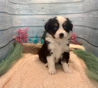 Toy Mini Blue Eyes Black Tri Almond Joy, a female Miniature Australian Shepherd for sale in Quartzsite, AZ – 3 of 9