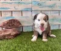 Handsome Toy Red Tri Blue Eyes, a male Toy Australian Shepherd for sale in Quartzsite, AZ – 2 of 10