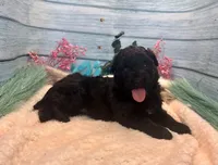 F1 Toy Mini Rare Solid Black Mesa , a female Miniature Aussiedoodle for sale in Quartzsite, AZ – 5 of 10