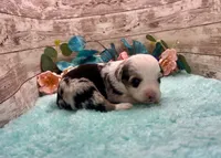 Toy Mini Blue Merle Baby Ruth Blue Eyes, a female Miniature Australian Shepherd for sale in Quartzsite, AZ – 4 of 10