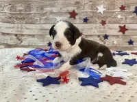 F1 Toy Mini Red Tri Tuxedo , a male Miniature Aussiedoodle for sale in Quartzsite, AZ – 6 of 10