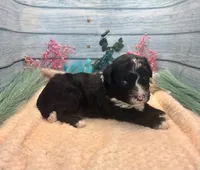 F1 Toy Mini Tuxedo Bi Black Scottsdale, a male Miniature Aussiedoodle for sale in Quartzsite, AZ – 7 of 10