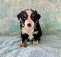 Toy Mini Beautiful Tri , a female Toy Australian Shepherd for sale in Quartzsite, AZ – 7 of 7