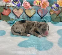 F2B Miniature Blue Merle Sweet Potato , a male Aussiedoodle for sale in Quartzsite, AZ – 2 of 5